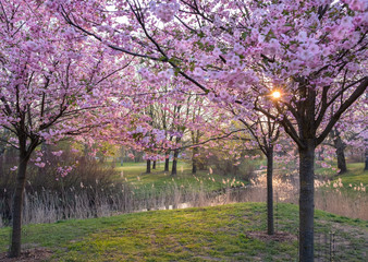 Japanese sakura blossom at Riga city park