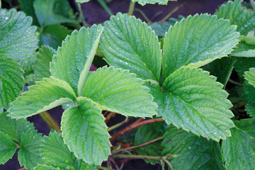 Strawberry leaves with soil on the background.
