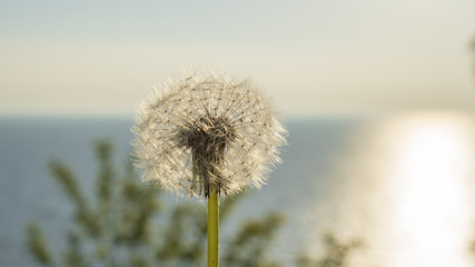 dandelion on the background of the sea