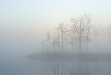 Fototapeta premium misty summer landscape. Morning fog, swamp lake and forest. Cenas tirelis, Latvia