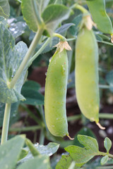 Fresh green pea pods on a pea plants in a garden.