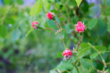 Obraz na płótnie Canvas Red rose buds on stems with leaves on blurred background.