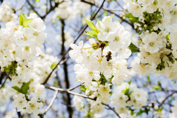 Flowers of the cherry blossoms on a spring day