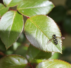 colorful insect si sitting on leaf of rose