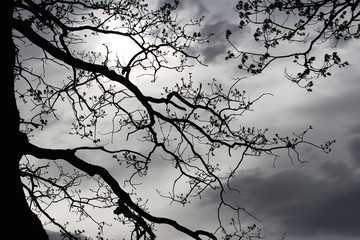 silhouette of a tree against clouds, oak