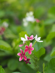 white and red flower on blurred nature background