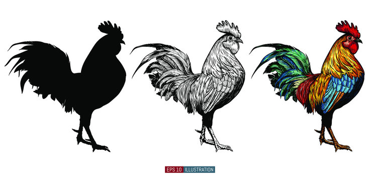 Hand drawn roosters set.  Engraved style vector illustration. Template for your design works.
