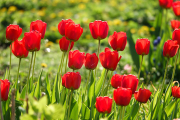 Obraz premium Beautiful yellow and red tulips in the rural Park. Garden flowers.Lots of green vegetation.