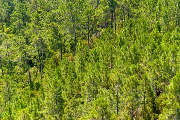 Fototapeta premium Pine forest near Theoule-sur-Mer
