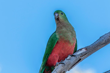 A female Australian King-Parrot in a tree
