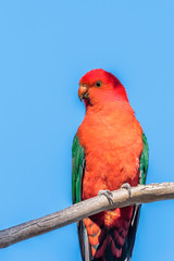 A male Australian King-Parrot in a tree