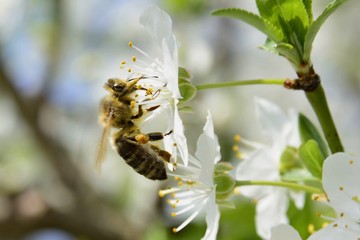 Spring; Flowers, Bees and pollinaters everyhere