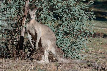 Naklejka premium Eastern Grey Kangaroo