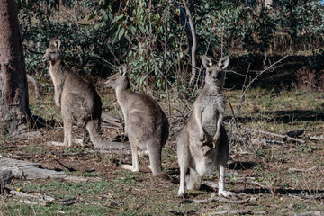 A mob of Eastern Grey Kangaroos,  including a joey