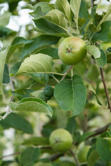Fruits of immature apples on the branch of tree.