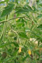 Unripe green tomato growing on bush in the garden.