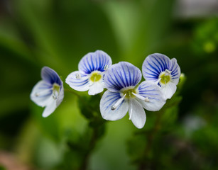 Naklejka premium Macro of Slender speedwell (Veronica filiformis) small and delicate flowers Selective focus. 