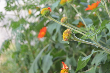 Cute and Beautiful Orange Flower in Garden.