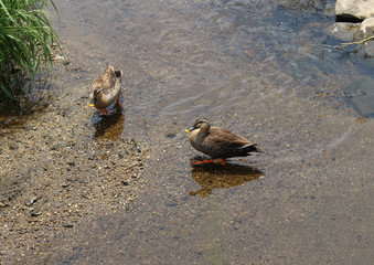 二羽の鴨