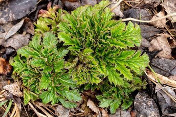 Young, small green hogweed  (Heracleum) on the background of dry leaves on a spring day. Top view.