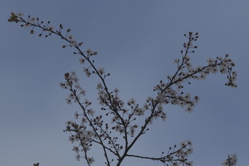 Obraz premium Blossom in spring