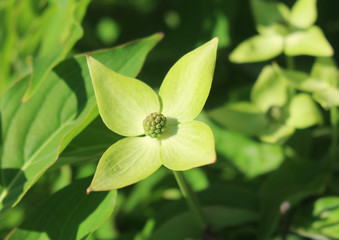 ヤマボウシの花