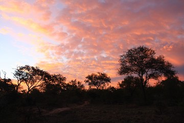 Fototapeta na wymiar coucher de soleil sur la savane en Afrique du Sud