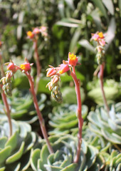 エケベリアの花