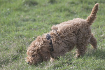 red cockapoo puppy on grass