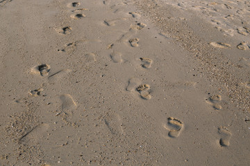 Fototapeta na wymiar Footprints in the sand on the beach.