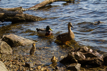 Fototapeta premium Duck and ducklings swim in the river.