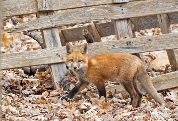 Red fox kit Vulpes vulpes walking by an old fence deep in the forest in early spring in Canada