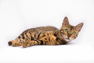 bengalkatze