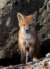 Red fox kit Vulpes vulpes standing in front of its den deep in the forest in early spring in Canada