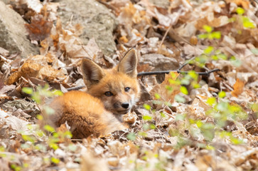 Red fox kit Vulpes vulpes playing in the leaves in a spring forest in Canada