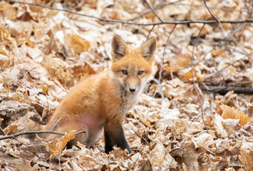 Naklejka na ściany i meble Red fox kit Vulpes vulpes playing in the leaves in a spring forest in Canada