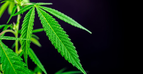 Cannabis leaf with water droplets. Detail of Marijuana (cannabis sativa) plant leaves with water drops isolated on black