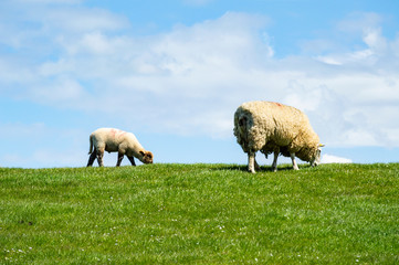 Schafe auf dem Deich