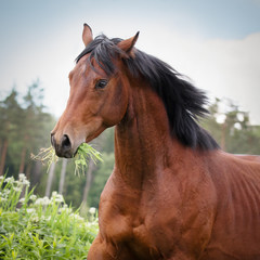 Bay horse with a long mane with a tuft of grass in his mouth running across the summer field. Close-up portrait.