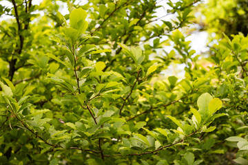 Fototapeta na wymiar Leaves Magnolia kobus on the branches