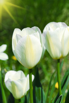 Beautiful white tulips in the sunlight, Closeup