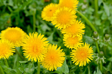 Many yellow dandelion flowers in green fresh grass