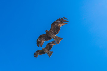 Obraz premium とび