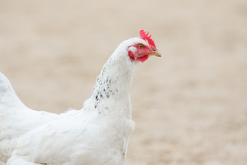 Head of a white hen, chicken's portrait close up