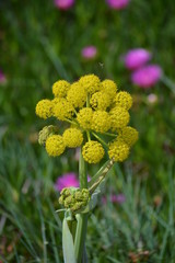 Beautiful Round And Yellow Flowers Near St. George Fort Of Octaves In Cascais. Photograph of Street, Nature, architecture, history, Geology. April 15, 2014. Cascais, Lisbon, Portugal.
