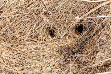 Round holes, the entrance to the mink in the dry, old grass, in the field, on a spring day. Top view.