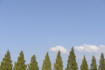 並木