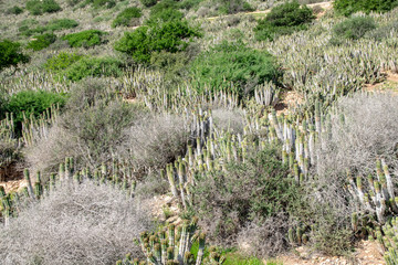 Fototapeta na wymiar Cacti (euphorbia echinus) growing in the harsh arid environment on the hillside in Agadir, Morocco