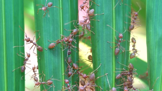 Red ants or fire ants on green palm leaf, island Koh Phangan, Thailand, macro, close up