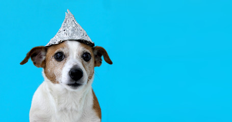 Paranoia scared dog in a foil hat sits on a blue background - obrazy, fototapety, plakaty